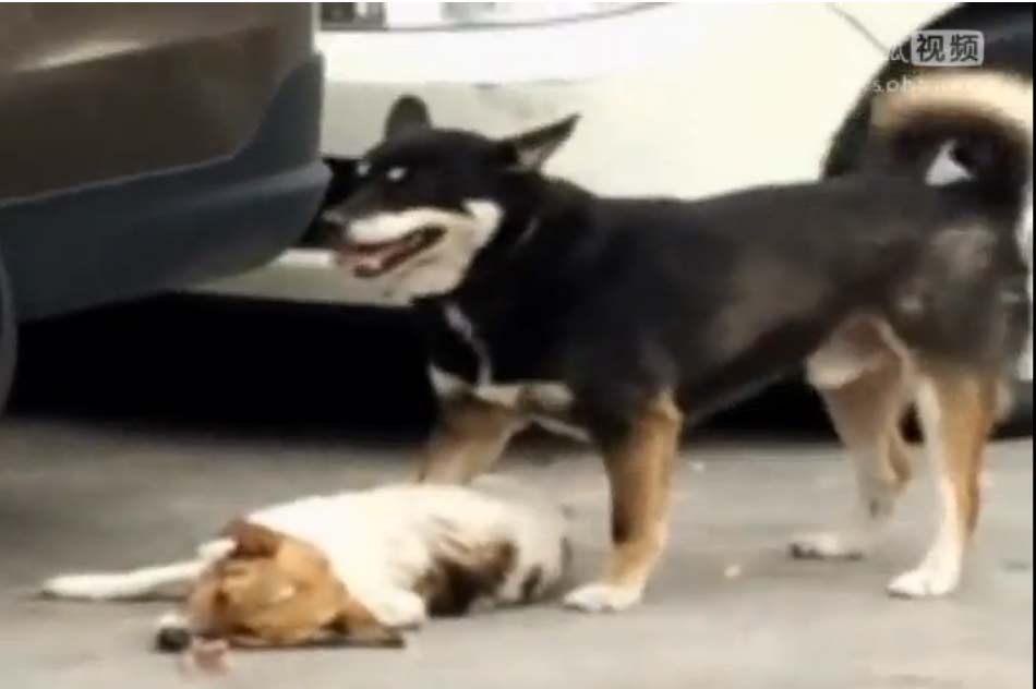 国内航线燃油附加费重回0元时代多家航企将暂停收取【beat·365】(图1) beat365官网