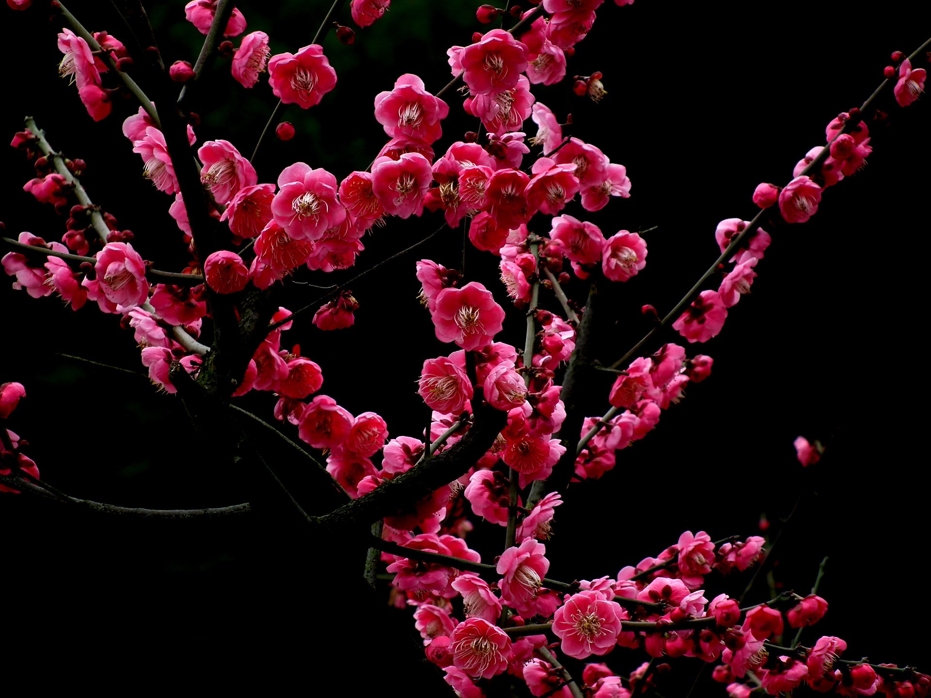 “beat·365”焦炭开启第三轮提降焦煤短期延续下跌趋势(图1) beat·365