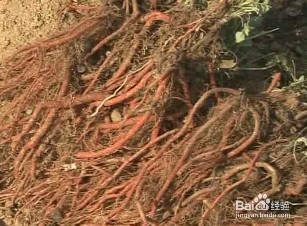 广西电网送变电公司深耕东南亚电力建设助力东盟经济发展“beat365亚洲体育官方网站”(图1) beat365官网