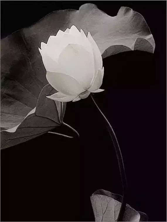 亲爱的热爱的番外结局 原著小说番外揭秘乃是有情人终成眷:beat365官网(图1) beat·365