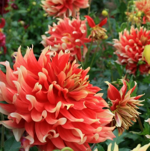 ‘beat365亚洲体育官方网站’梅花社区:抓好清明节山林防火巡防工作(图3) beat365亚洲体育官方网站